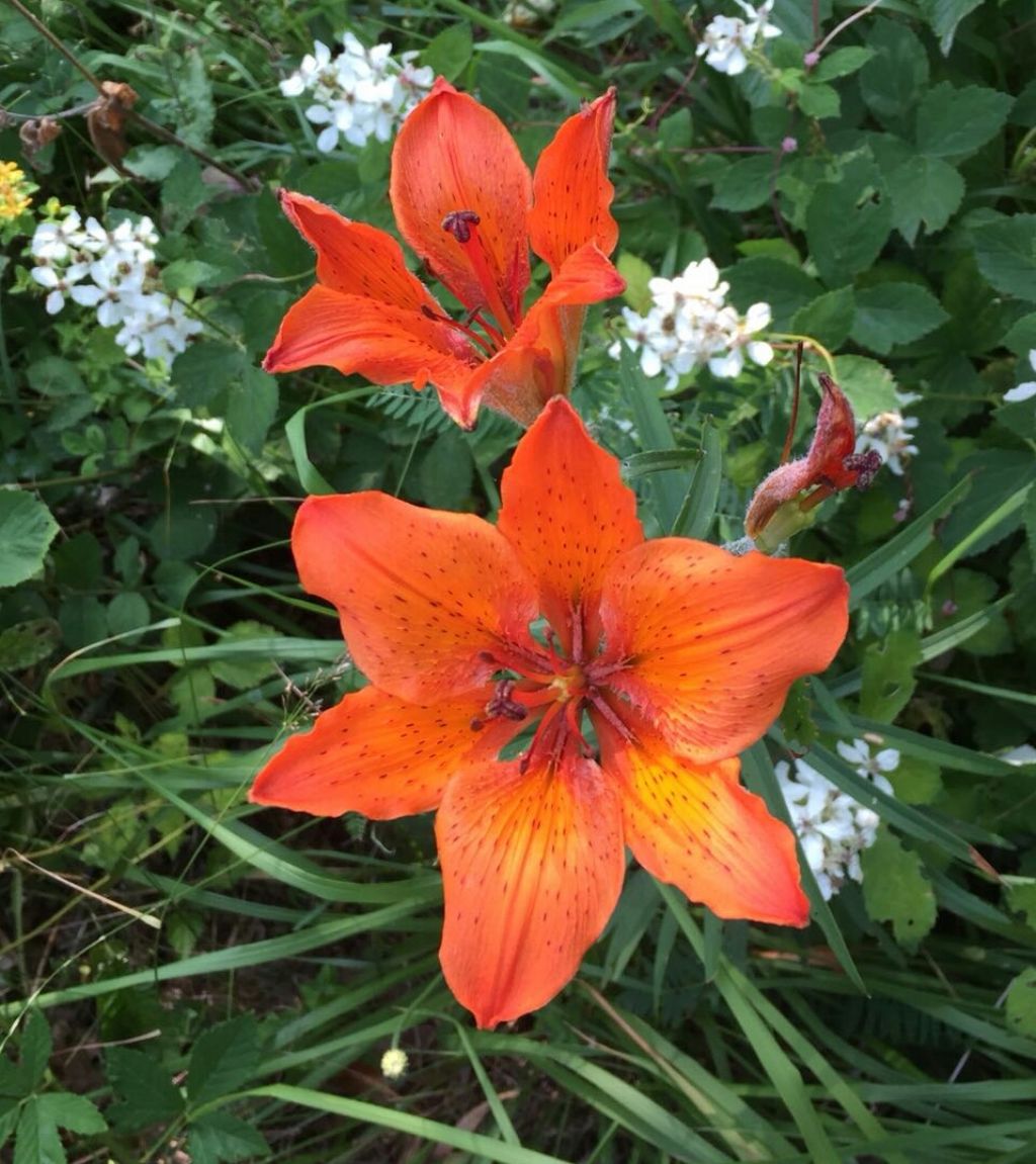 Lilium bulbiferum subsp. croceum